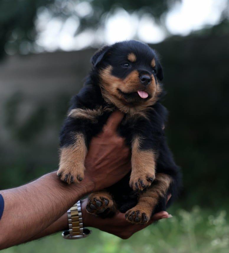 Purchase KCI Registered Rottweiler Puppy from Ahmedabad